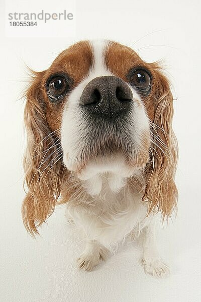 Cavalier King Charles Spaniel  Hündin  blenheim  Erwachsener  Fischaugenlinse