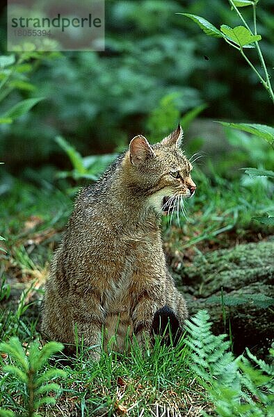 Europäische Wildkatze (Felis silvestris)  Gemeine Wildkatze