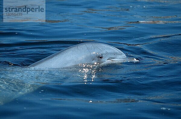 Delphin  Großer Tümmler (Tursiops truncatus)  Bottlenose Dolphin  seitlich  side