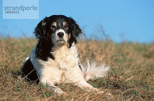 Mixed Breed Dog  Mischlingshund (animals) (Säugetiere) (mammals) (Haushund) (domestic dog) (Haustier) (Heimtier) (pet) (außen) (outdoor) (frontal) (head-on) (von vorne) (Wiese) (meadow) (liegen) (lying) (adult) (Querformat) (horizontal) (schwarz-weiß) (black & white)