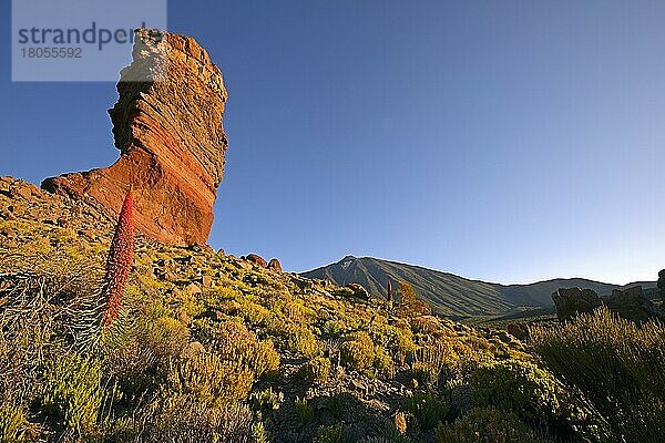 Roques de Garcia  Pico del Teide  Las Canadas  Wildprets Natternkopf (Echium wildpretii)  Teide-Nationalpark  UNESCO Weltnaturerbe  Teneriffa  Spanien  Europa