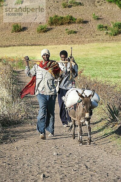 Leute auf Weg zum Markt  Hausesel  Packesel  Esel  Lalibela  Region Amhara  Nordäthiopien  Äthiopien  Afrika