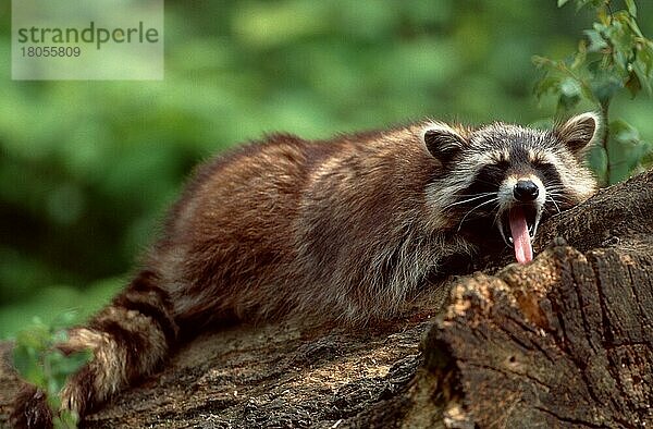 Waschbär (Procyon lotor)  gähnend  Raccoon  yawning
