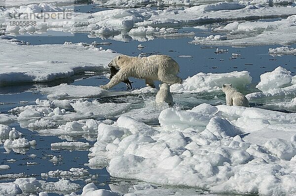 Eisbär  Weibchen und Jungtiere  mit erbeuteter Ringelrobbe (Phoca hispida)  Spitzbergen  Svalbard-Inselgruppe  Barentsee  Polarbär (Thalassarctos maritimus) Eisscholle  Norwegen  Europa