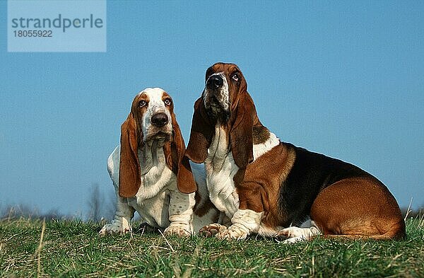 Basset Hounds  tricolored and lemon-white  tricolor und lemon-weiss (animals) (Säugetiere) (mammals) (Haushund) (domestic dog) (Haustier) (Heimtier) (pet) (außen) (outdoor) (frontal) (head-on) (von vorne) (seitlich) (side) (Wiese) (meadow) (sitzen) (sitting) (adult) (Paar) (pair) (zwei) (two) (Querformat) (horizontal)