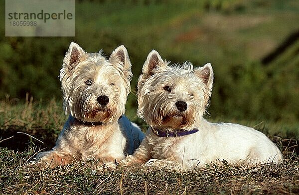 West Highland White Terrier  Westie