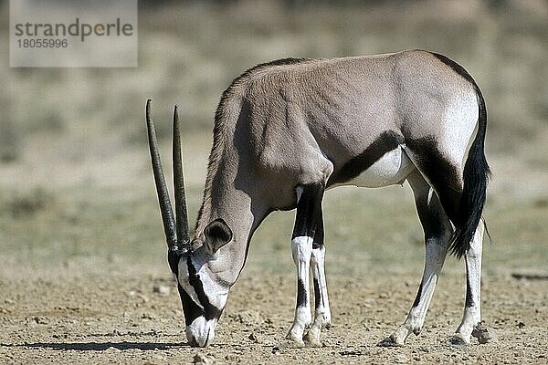 Gemsbock (Oryx gazella gazella) leckt kristallisierte Mineralien im Schlamm am trockenen Wasserloch in der Kalahari-Wüste  Kgalagadi Transfrontier Park  Südafrika