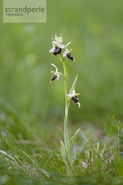 Hummel-Ragwurz (Ophrys holoserica)  Dingolfing  Bayern  Deutschland  Europa