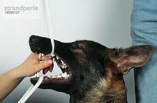 Erste Hilfe für Hund  Maul wird mit Fäden geöffnet um Fremdkörper zu entfernen  Deutscher Schäferhund  Schäferhund