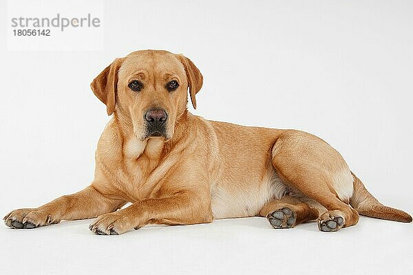 Labrador Retriever  gelb  Hündin  erwachsen