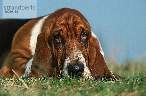 Basset Hound  tricolored  resting  tricolor  ruhend (animals) (Säugetiere) (mammals) (Haushund) (domestic dog) (Haustier) (Heimtier) (pet) (außen) (outdoor) (frontal) (head-on) (von vorne) (Kopf) (head) (Porträt) (portrait) (Wiese) (meadow) (liegen) (lying) (traurig) (sad) (adult) (Entspannung) (relaxing) (Querformat) (horizontal)