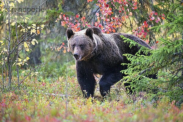 Braunbär (Ursus arctos)  in borealem Kiefernwald im Herbst  Finnland  Europa
