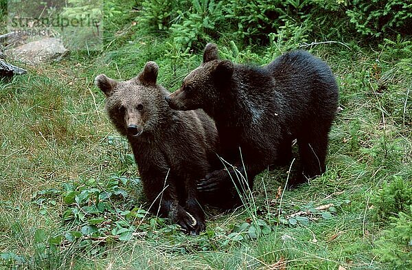 Europäische Braunbären (Ursus arctos)  Jungtiere