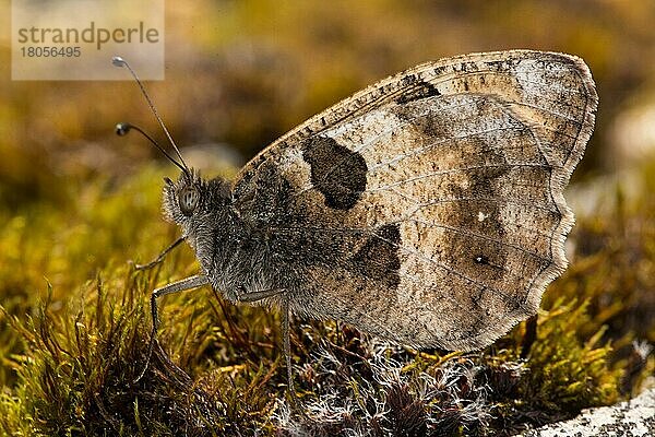 Berghexe (Chazara briseis)  Männchen