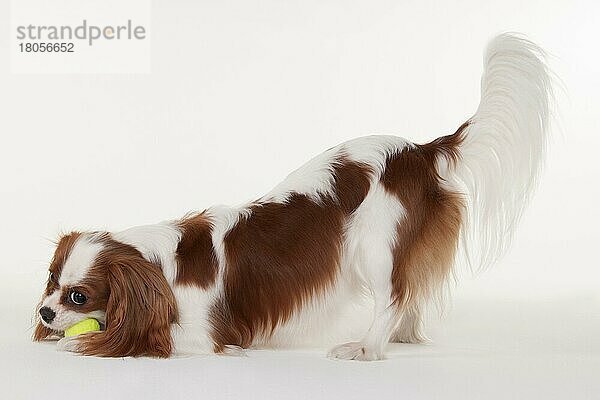 Kavalier King Charles Spaniel  Hündin  blenheim  erwachsen