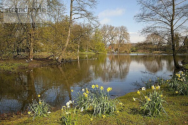 Osterglocken  Narzissen (Narcissus) im Rombergpark  Dortmund  Ruhrgebiet  Nordrhein-Westfalen  Deutschland  Europa