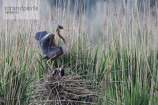 Purpurreiher (Ardea purpurea)  Nest  Deutschland  Europa