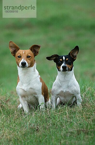 Jack Russell Terrier  Paar
