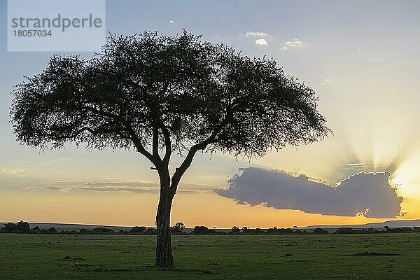 Akazienbaum bei Sonnenuntergang in der Savanne  Masai Mara National Reserve  Kenia  Afrika
