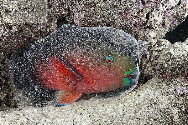 Schlafender Papageifisch (Scarus) in Schleimhülle  Baa Atoll  Indischer Ozean  Papageienfisch  Malediven  Asien