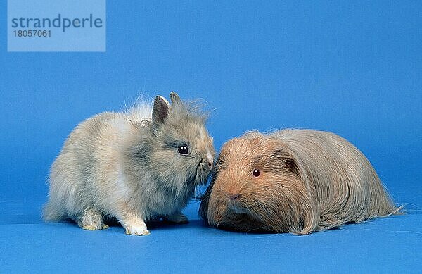 Young Lion-maned Dwarf Rabbit and Shelti (Löwenmähnenzwergkaninchen) (Löwenkopfkaninchen) (animals) (Säugetiere) (mammals) (Nagetiere) (rodents) (Haustier) (Heimtier) (pet) (rabbits) (innen) (Studio) (langhaarig) (long-haired) (schnuppern) (sniffing) (Freisteller) (Freundschaft) (friendship) (Jungtier) (Objekt) (zwei) (two) (adult) (Querformat) (horizontal) (Zuneigung) (affection)  Pig  Junges Löwenmähnenzwergkaninchen und Sheltie-Meerschweinchen oder Peruanisches Seidentier  Guinea  Afrika