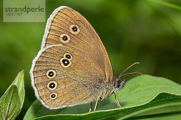 Schornsteinfeger  Brauner Waldvogel (Aphantopus hyperantus)