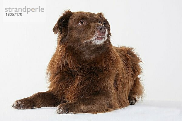 Australian Shepherd  männlich  rot solid  erwachsen