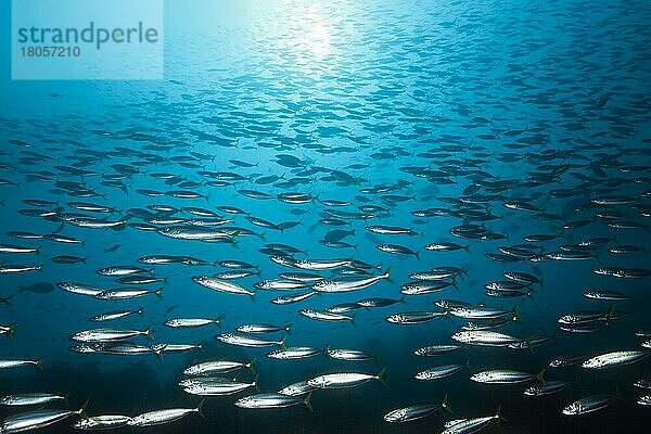 Schwarm der Tiefsee-Rundmuschel  Decapterus maruadsi  Triton Bay  West Papua  Indonesien  Asien