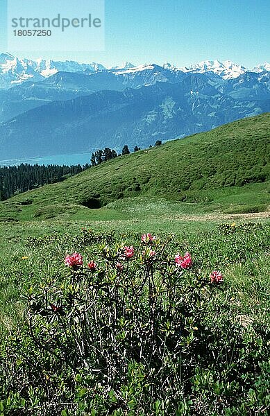 Alpen  Berner Oberland (Uebersicht) (overview) (Wiese) (meadow) (Europa) (Sommer) (summer) (Landschaften) (landscapes) (Gebirge) (Berge) (mountains) (vertical)  Blick vom Niederhorn  Schweiz  Europa