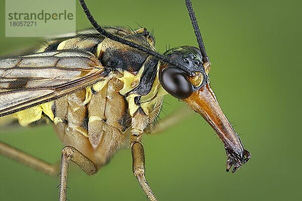 Seitenansicht einer Skorpionsfliege (Panorpa communis) mit schnabelartig verlängerten Mundwerkzeugen