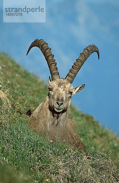 Alpensteinbock (Carpa ibex)  Berner Oberland () (alps) (Europa) (Gebirge) (Berge) (Säugetiere) (Huftiere) (Paarhufer) (Klauentiere) (Wildziegen) (außen) (outdoor) (frontal) (von vorne) (Wiese) (liegen) (liegend) (erwachsen) (vertikal)  männlich  Niederhorn  Schweiz  Europa