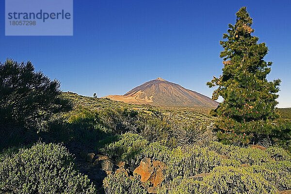 Vulkan Pico del Teide  Teide-Nationalpark  Parque Nacional de las Canadas del Teide  Teneriffa  Kanarische Inseln  Spanien  Europa