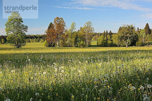 Irndorfer Hardt  Baden-Württemberg  Deutschland  Europa