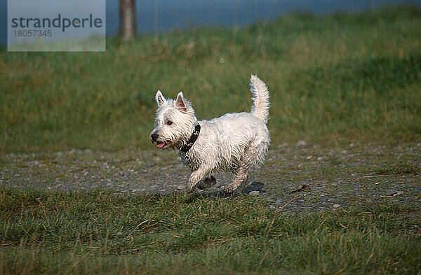 West Highland White Terrier  Westie  Halsband