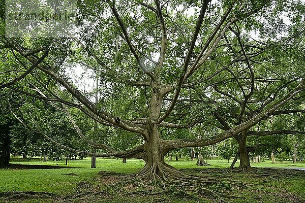 Birkenfeige (Ficus benjamina)  Königliche Botanische Gärten  Peradeniya  Kandy  Sri Lanka  Asien