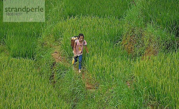 Kinderarbeit  Reisterrasse  Tha Pin  Vietnam  Asien