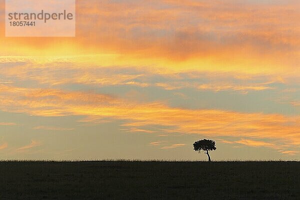 Akazienbaum bei Sonnenaufgang in der Savanne  Masai Mara National Reserve  Kenia  Afrika