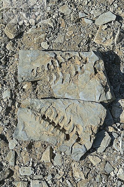 Ca. 300 Millionen Jahre alte Fossilien des Mesosaurus tenuidens bei Keetmanshoop  Namibia  Afrika