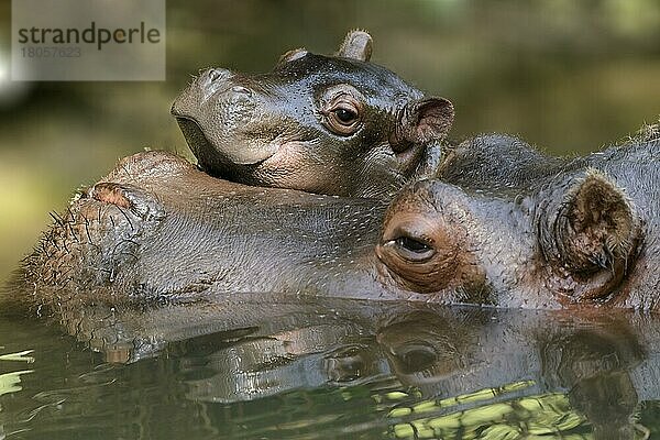 Flusspferd (Hippopotamus amphibius)  captive  Schweiz  Europa