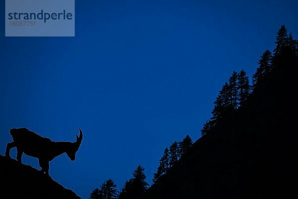 Alpensteinbock (Capra ibex) silhouettiert gegen Berghang mit Kiefern bei Nacht  Alpen