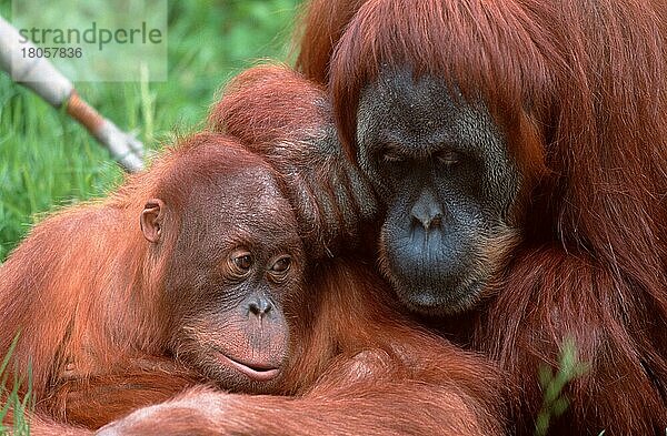 Sumatra-Orang-Utans  Weibchen und Jungtier (Pongo pygmaeus abelii)