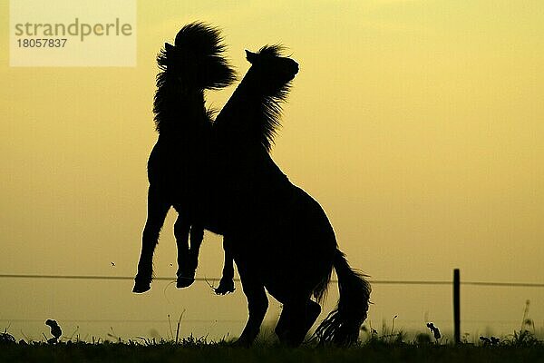 Islandic Horses at twilight  Islandponies in der Abenddämmerung  Isländer