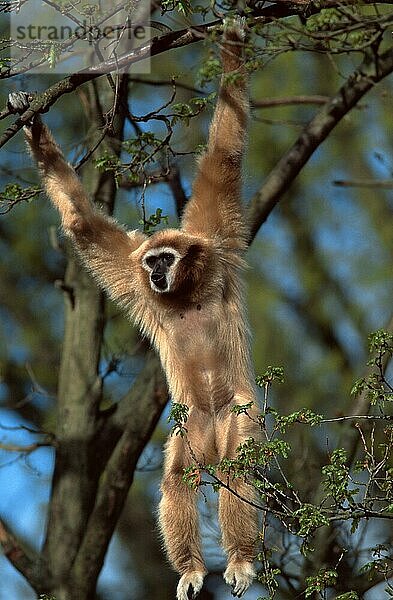 White-handed Gibbon  male  calling  Weißhandgibbon (Hylobates lar)  Lar  männlich  rufend (animals) (Säugetiere) (mammals) (Menschenaffen) (Primaten) (primates) (apes) (Südostasien) (southeast asia) (außen) (outdoor) (frontal) (head-on) (von vorne) (Baum) (tree) (adult) (Bewegung) (motion) (klettern) (climbing) (Kommunikation) (communication) (vertical)