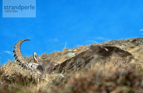 Alpensteinbock (Capra ibex)  Berner Oberland () (alps) (Europa) (Gebirge) (Berge) (mountains) (Säugetiere) (Huftiere) (Paarhufer) (Klauentiere) (Wildziegen) (wild goats) (außen) (outdoor) (seitlich) (adult) (Entspannung) (relaxing) (liegen) (lie) (lying) (Querformat) (horizontal)  männlich  schlafend  Niederhorn  Schweiz  Europa