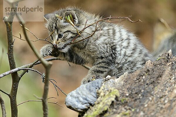 Europäische Wildkatze (Felis silvestris)  Jungtier  Nationalpark Bayerischer Wald  Bayern  captive  Deutschland  Europa