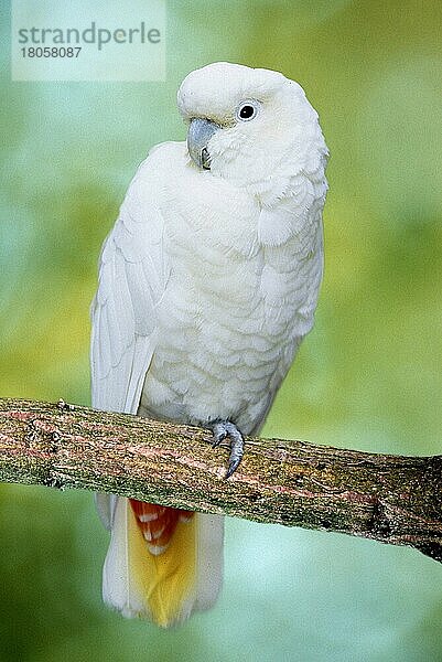 Red-vented Cockatoo  Philippine Cockatoo  Rotsteißkakadu (Cacatua haematuropygia) (Tiere) (animals) (Südostasien) (southeast asia) (Vogel) (Vögel) (birds) (Papageien) (parrots) (außen) (outdoor) (Ast) (frontal) (head-on) (von vorne) (weiß) (white) (adult) (vertical)