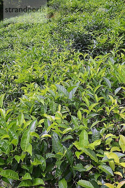 Teeplantage auf der Insel Mahe  Seychellen  Afrika