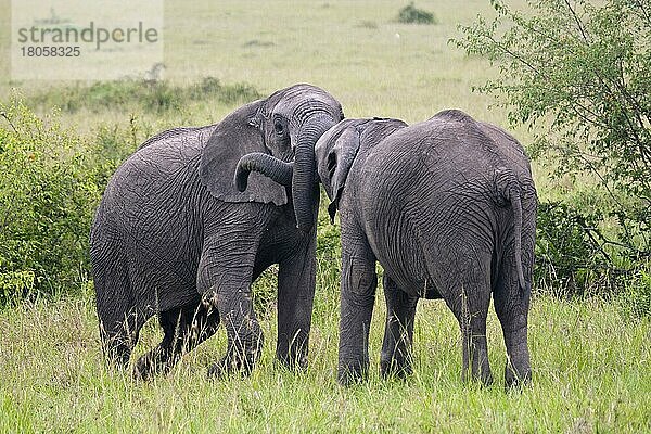 Afrikanische Elefanten (Loxodonta africana)  Jungbullen  Massai Mara Wildschutzgebiet  Kenia  Afrika