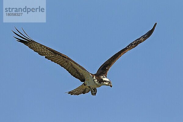 Fischadler (Pandion haliaetus)  Adler  Greifvögel  Tiere  Vögel  Osprey in flight
