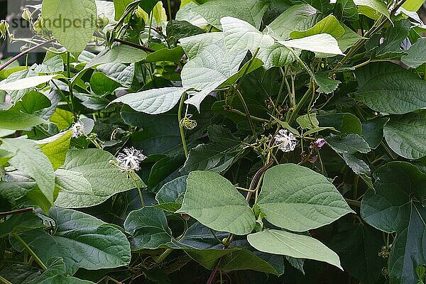 Schlangenkürbis (Trichosanthes cucumerina)  Blüten und Laub  Virginia  Vereinigte Staaten